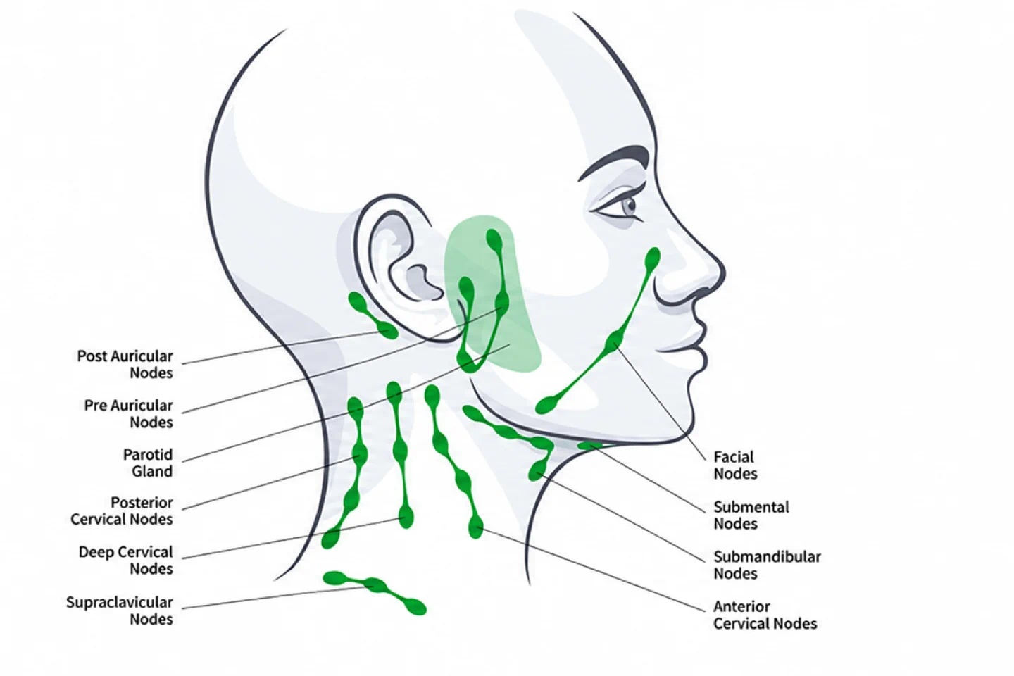 Neck Dissection
