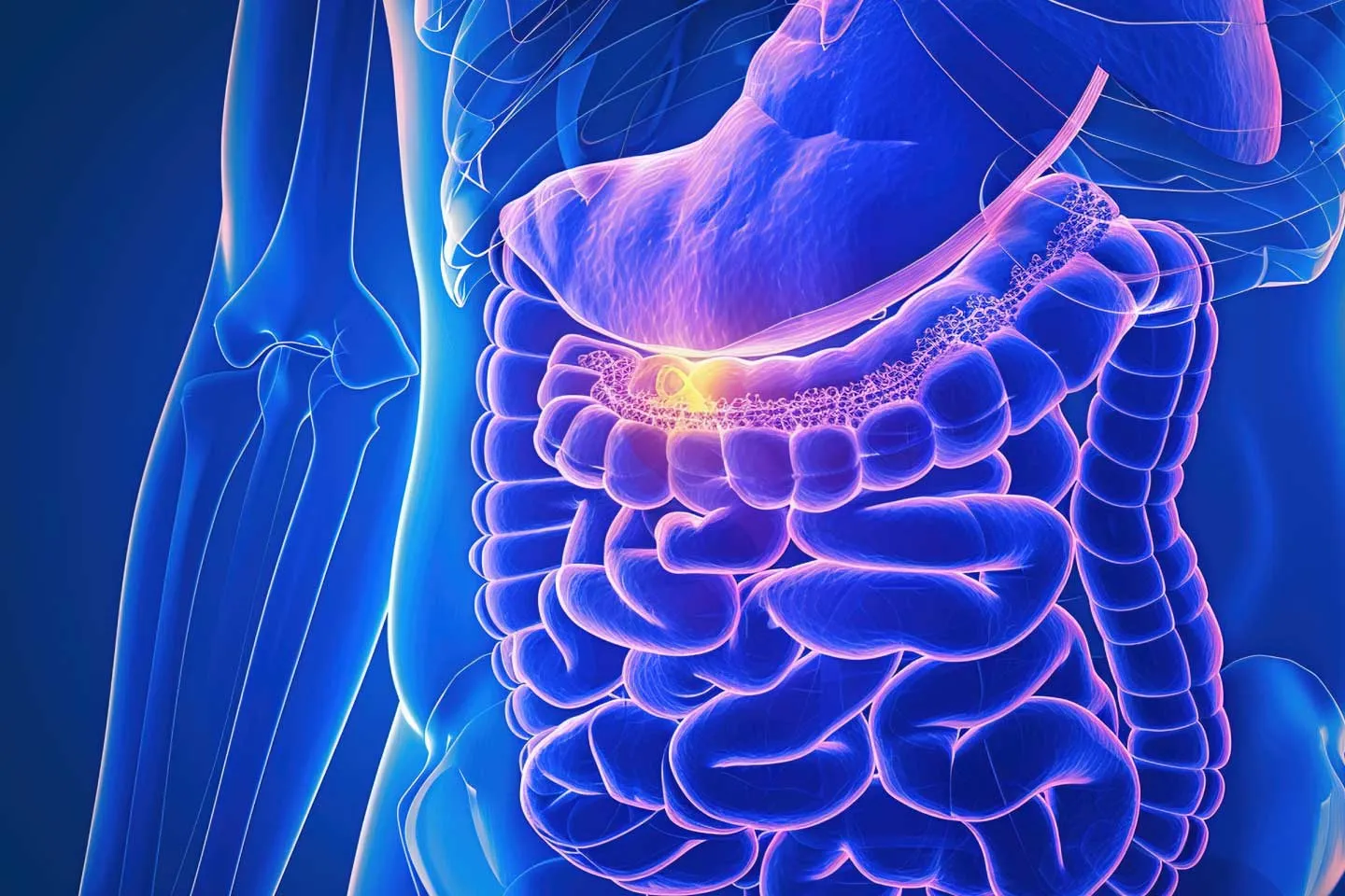 Whipple Procedure: Pancreaticoduodenectomy Explained