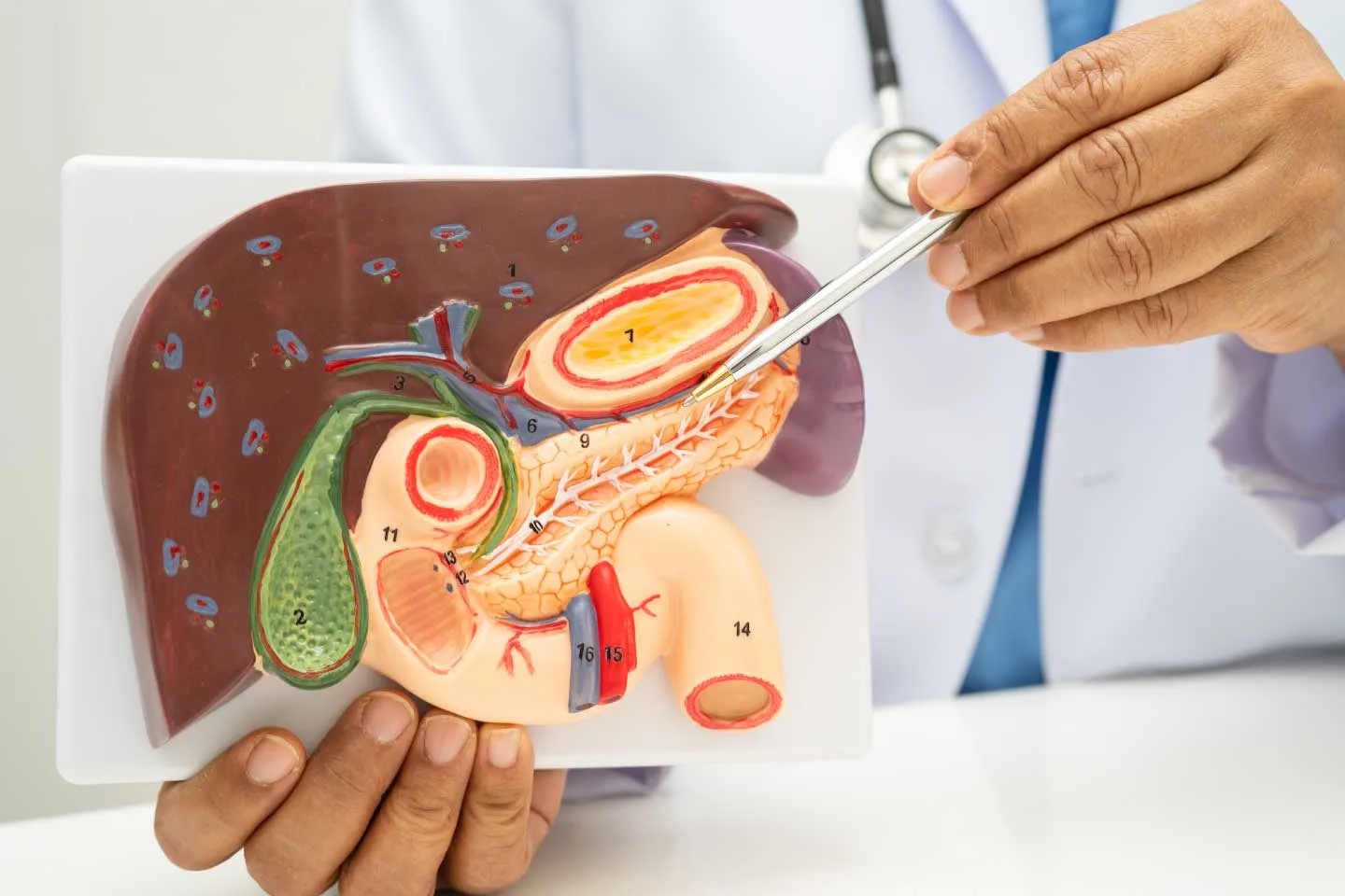 Pancreas and Spleen