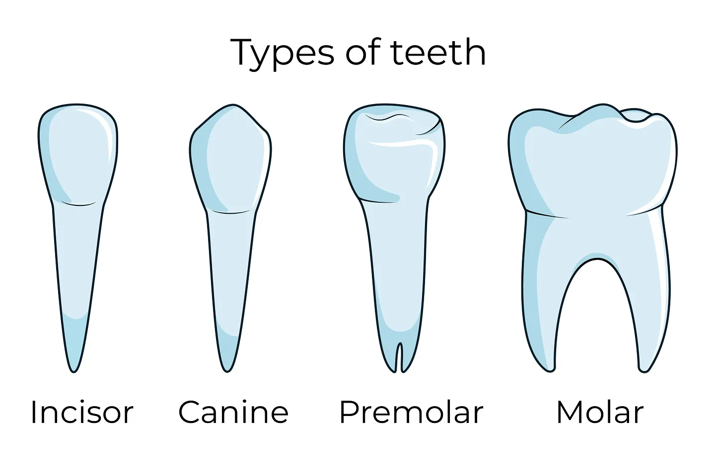 Your Four Types of Teeth, Explained 