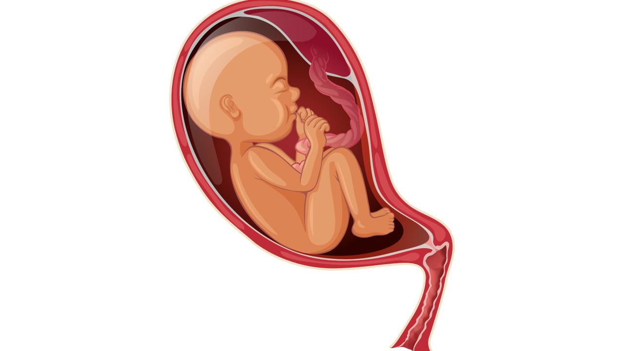 The critical role of the placenta in pregnancy