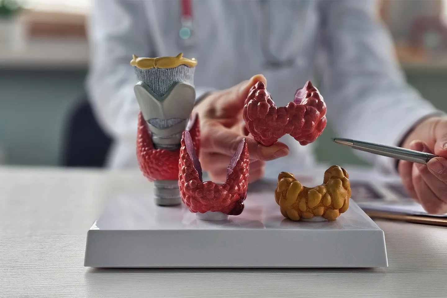 Understanding The Link Between Thyroid Health And Fertility