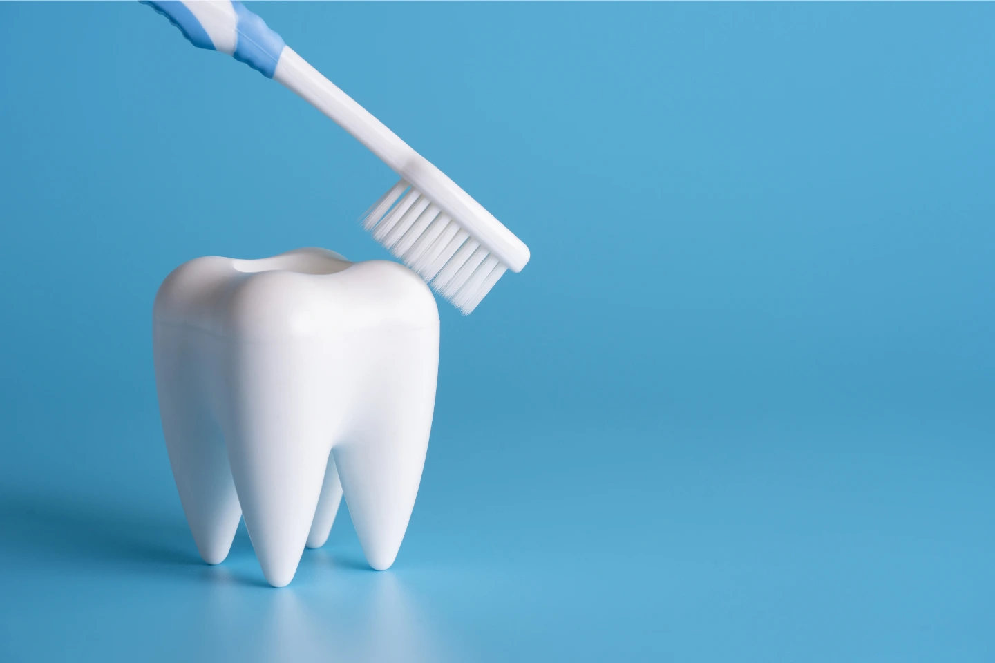 Tooth model with toothbrush illustrating preventive care at Fitchburg Dental Associates, a trusted family dentist in Fitchburg, MA offering dental care services for all ages near 130 Water St.