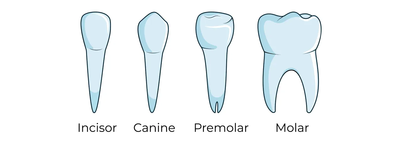 Your Four Types of Teeth, Explained 